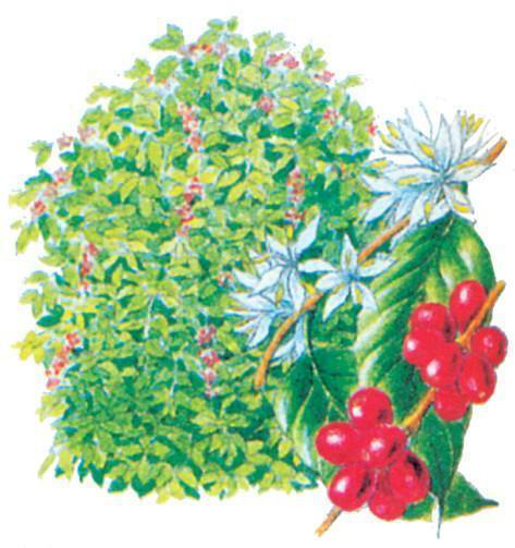 Файл:КОФЕ ДАРАГЫ37.png