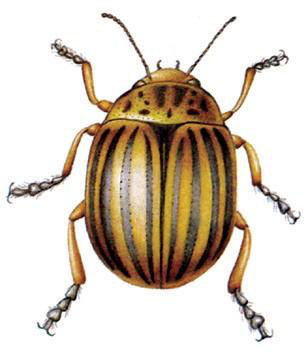 Файл:КОЛОРАДО КОҢУЗУ10.png