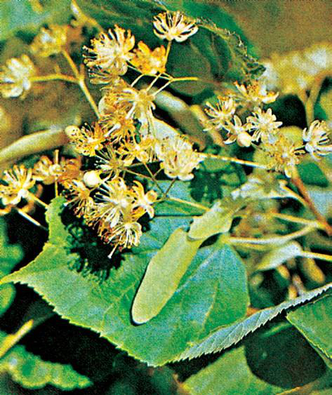 Файл:ЖӨКӨ ДАРАК58.png