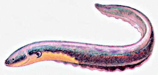 Файл:ЖЫЛАН БАЛЫКТАР126.png