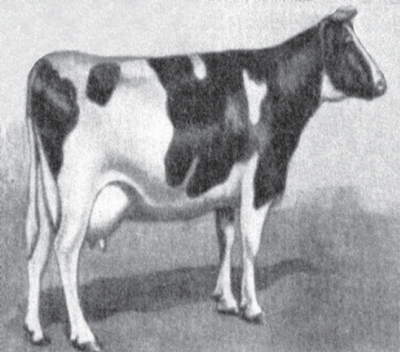 Файл:ГОЛЛАНД УЮ60.png