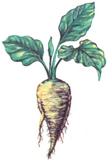 Файл:КАНТ КЫЗЫЛЧАСЫ25.png