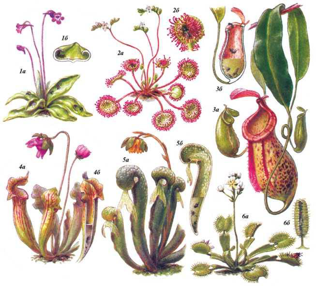 Файл:КУРТ-КУМУРСКАЧЫЛ ѲСҮМДҮКТѲР68.png