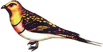 Файл:КАРА БООРЛОР48.png