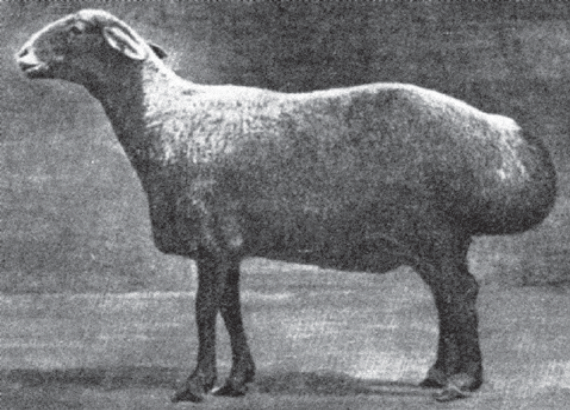 Файл:ГИССАР КОЮ41.png