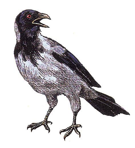 Файл:КАРГА СЫМАЛДАР57.png