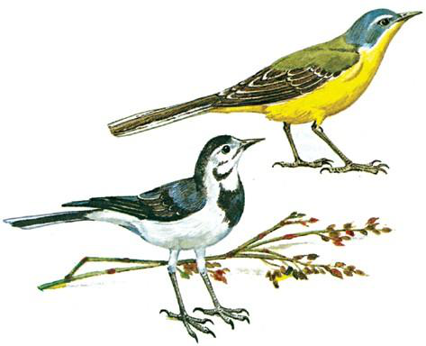 Файл:ЖЫЛКЫЧЫ ЧЫМЧЫКТАР133.png