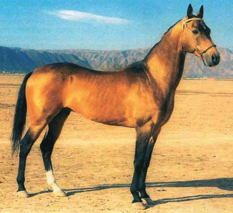 Файл:ЖЫЛКЫ ПОРОДАЛАРЫ131.png