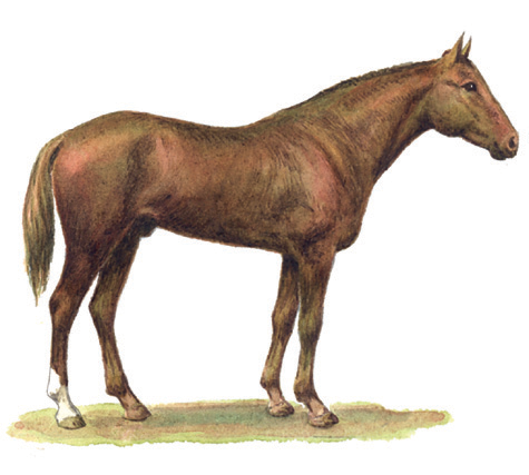 Файл:КЫРГЫЗ ЖАҢЫ ЖЫЛКЫСЫ74.png