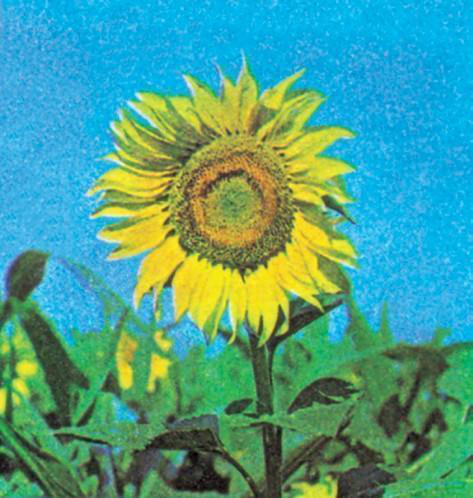 Файл:ҮH КАРАМА9.png