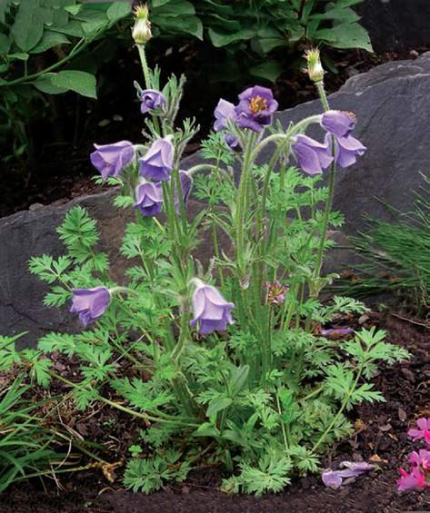 Файл:КУНДУЗ ГҮЛ37.png