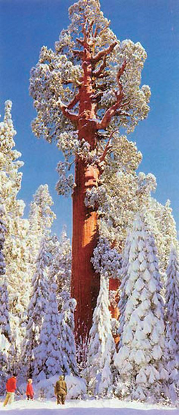 Файл:ЙОСЕМИТИ УЛУТТУК ПАРКЫ38.png