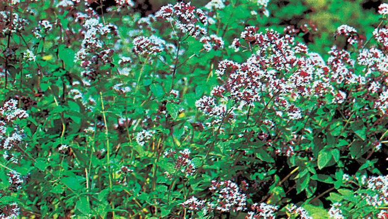 Файл:КӨК ЧАЙ ЧӨП30.png