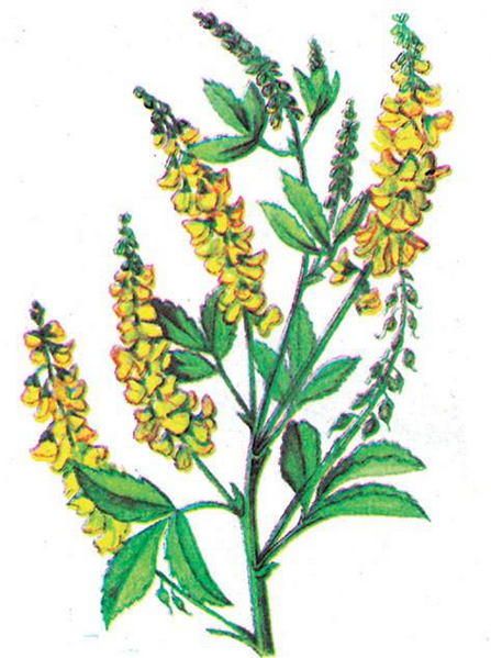 Файл:КАШКА БЕДЕ75.png