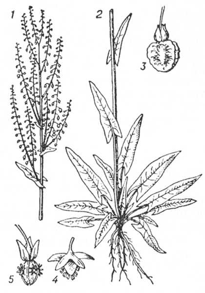 Файл:КОЗУ КУЛАК48.png