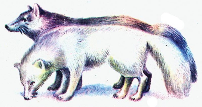 Файл:КАЛТАР ТҮЛКҮ11.png