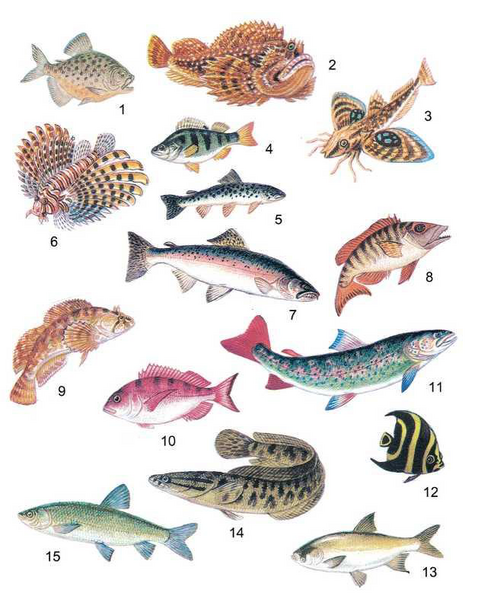 Файл:БАЛЫК ЧАРБАСЫ60.png