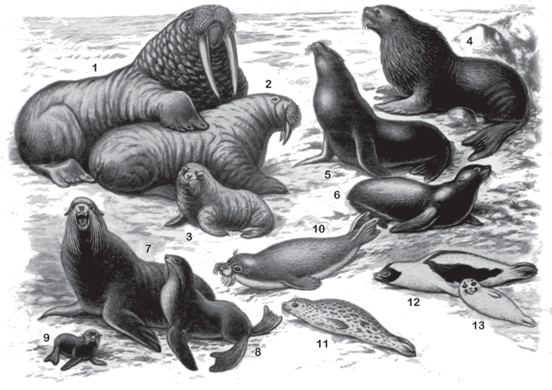 Файл:КАЛАК БУТТУУЛАР127.png