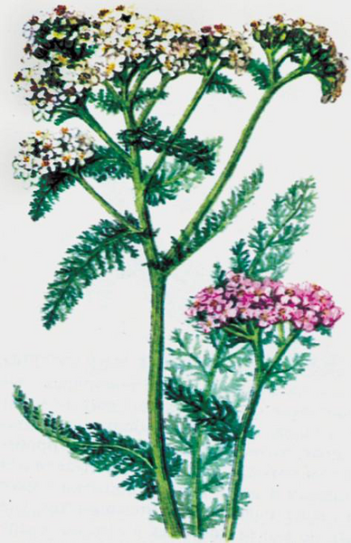 Файл:КАЗ ТАҢДАЙ100.png