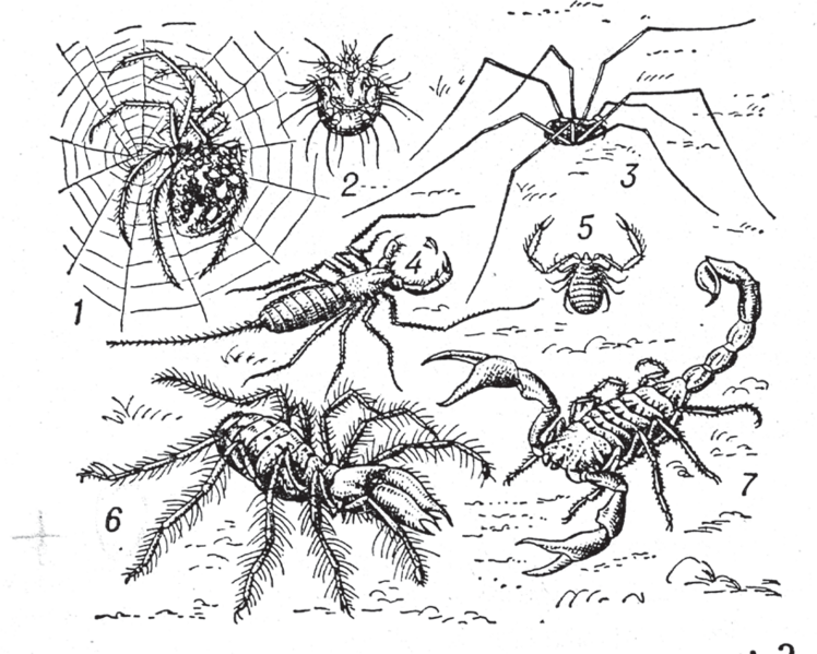 Файл:ЖӨРГӨМҮШ СЫМАЛДАР62.png