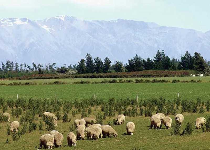 Файл:ЖАҢЫ ЗЕЛАНДИЯ85.png