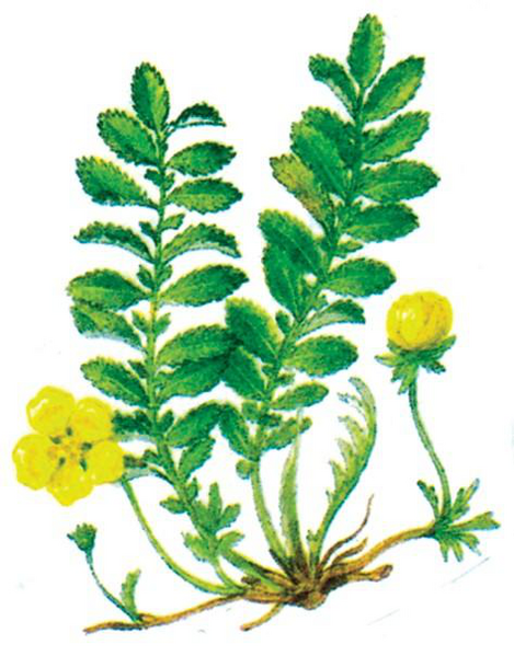 Файл:КАЗ ТАМАНДАР99.png