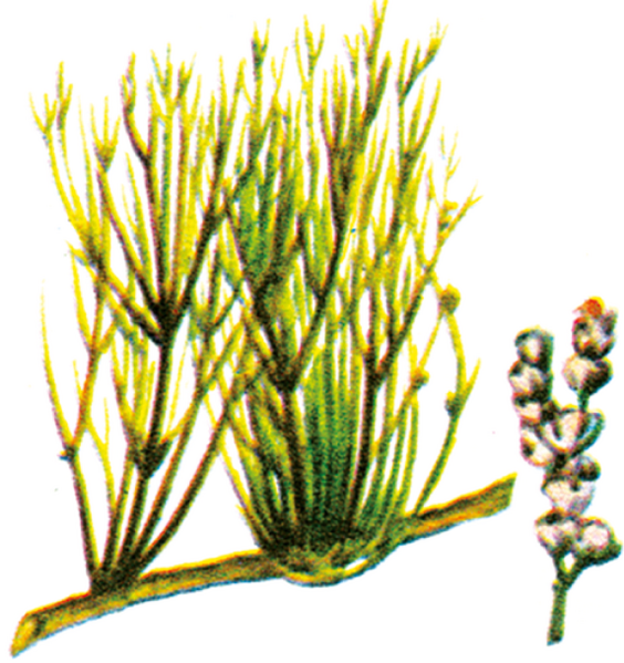 Файл:БОЗ КАРАГАН42.png