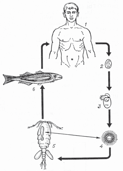 Файл:ЖАЗЫ ТАСМА КУРТ8.png