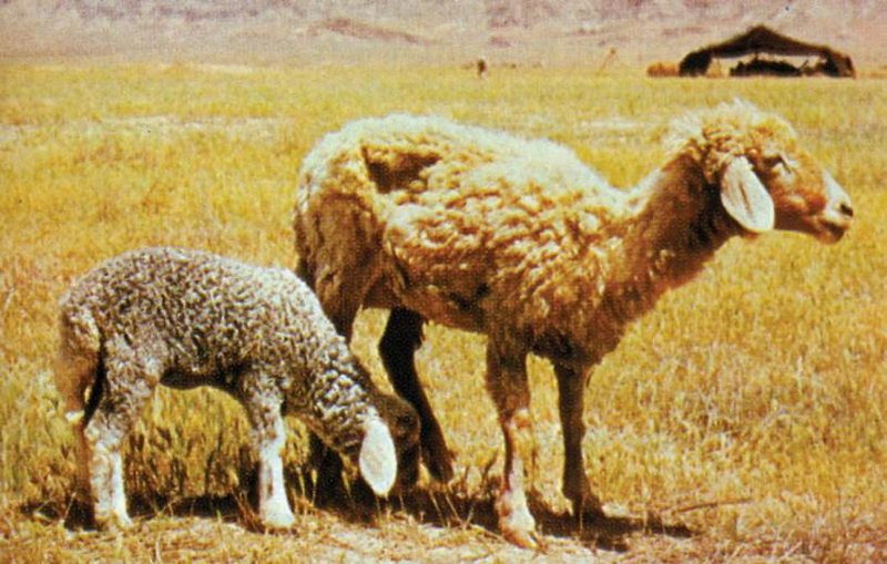 Файл:КАРА-КӨЛ КОЮ18.png