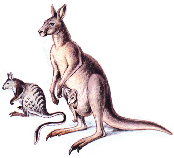 Файл:КЕНГУРУ СЫМАЛДАР26.png