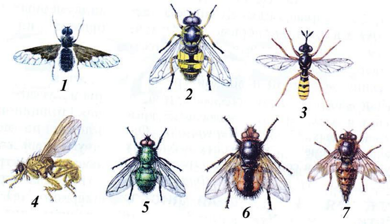 Файл:КОШ КАНАТТУУЛАР4.png