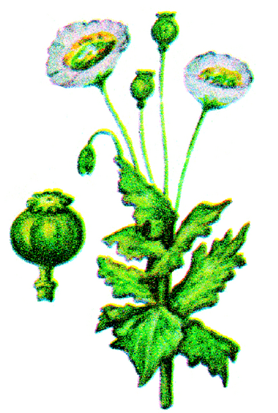 Файл:АПИЙИМ 14.png