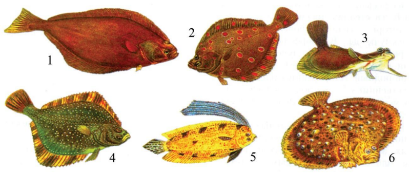 Файл:КАМБАЛА СЫМАЛДАР25.png