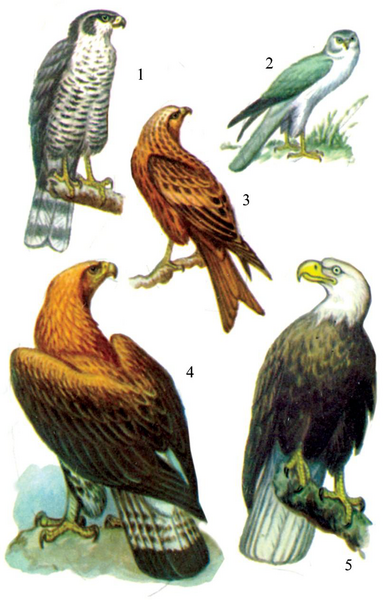 Файл:ЖЫРТКЫЧ КУШТАР138.png