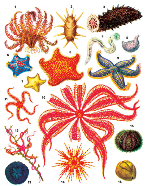 Файл:ИЙНЕ ТЕРИЛҮҮЛӨР85.png