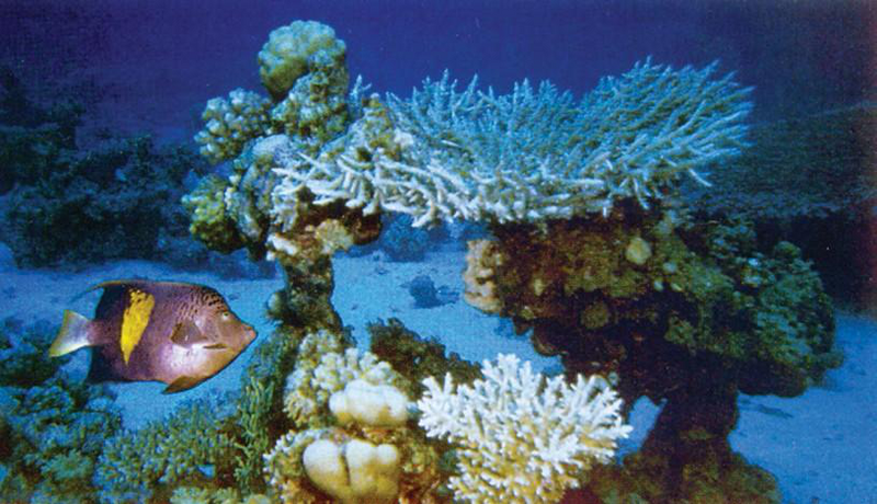 Файл:КЫЗЫЛ ДЕҢИЗ39.png