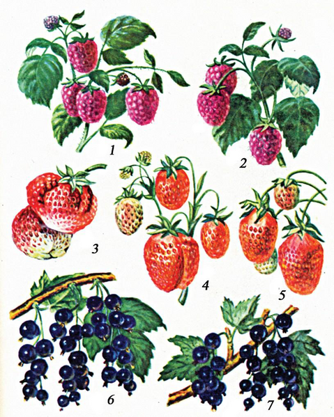 Файл:ЖЕР-ЖЕМИШ ӨСҮМДҮКТӨРҮ8.png