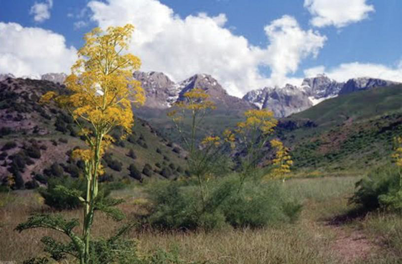 Файл:КАРА-ШОРО ӨРӨӨНҮ54.png