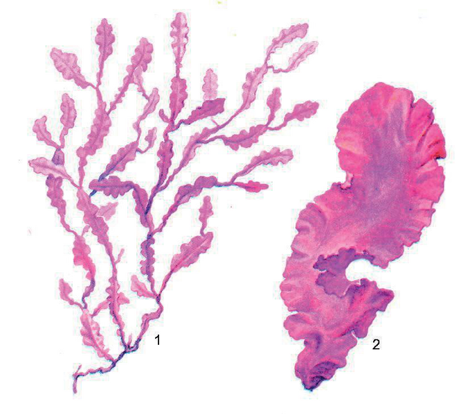 Файл:КЫЗЫЛ БАЛЫРЛАР38.png