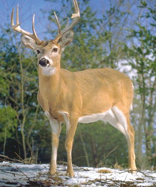 Файл:БУГУ 15.png