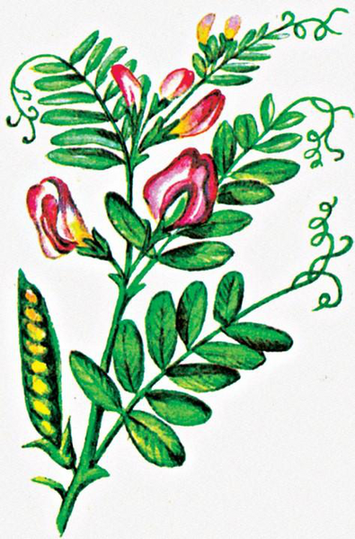 Файл:ЖЕР БУУРЧАК2.png