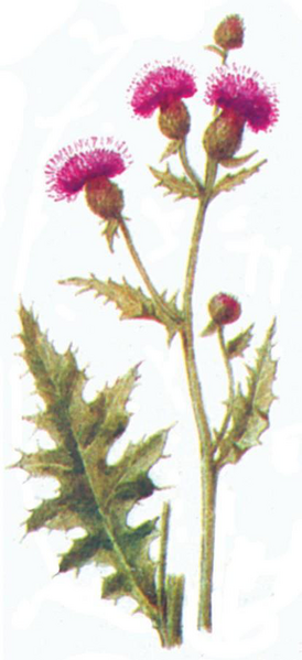 Файл:КОКО ТИКЕН59.png