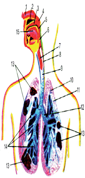 Файл:ДЕМ АЛУУ ОРГАНДАРЫ74.png