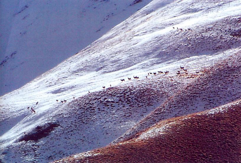 Файл:ИЧКИ ТЕҢИР-ТОО18.png