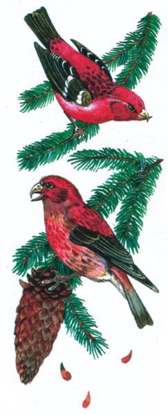 Файл:КАЙЧЫ ТУМШУК117.png