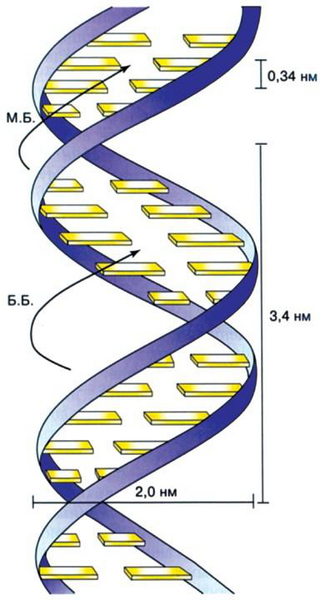 Файл:ДЕЗОКСИРИБОНУКЛЕИ&-769;Н КИСЛОТАСЫ (ДНК)62.png