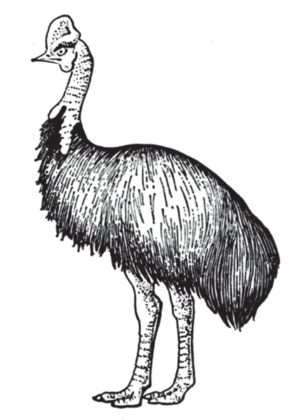 Файл:КАЗУАР СЫМАЛДАР101.png